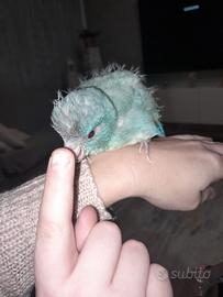 Pappagallo allevato a mano