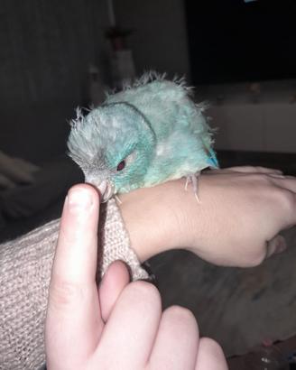 Pappagallo allevato a mano