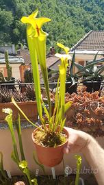 Sarracenia flava var. rubricorpora
