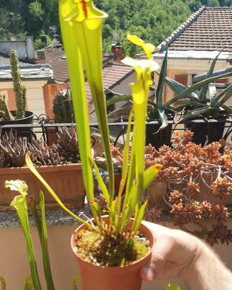 Sarracenia flava var. rubricorpora