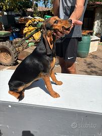 Beagle /Dachsbracke