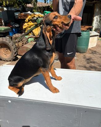 Beagle /Dachsbracke