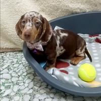 Cucciola di bassotto arlecchino