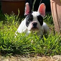Bouledogue francese
