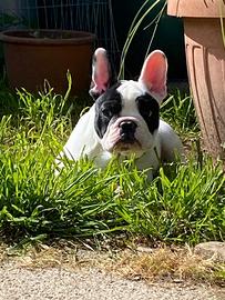 Bouledogue francese