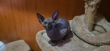Sphynx gatto nudo