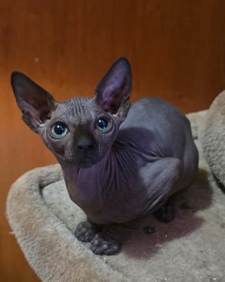 Sphynx gatto nudo