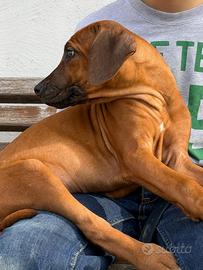 Cuccioli di famiglia Rhodesian Ridgeback