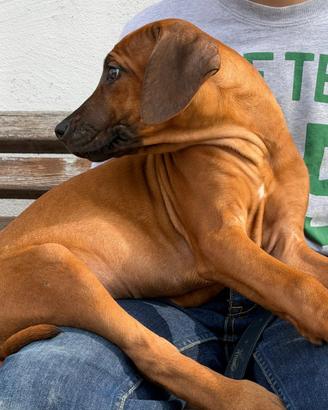 Cuccioli di famiglia Rhodesian Ridgeback