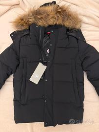 Canada goose