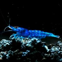 Piante pesci caridine acquario