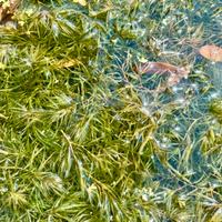 Najas pianta acquario e laghetto