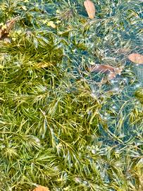 Najas pianta acquario e laghetto