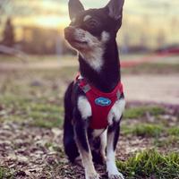Chihuahua maschio disponibile per accoppiamento