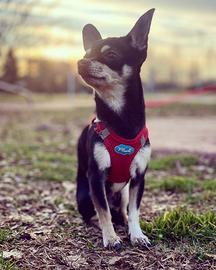 Chihuahua maschio disponibile per accoppiamento