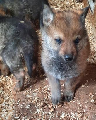 Cuccioli di Cane Lupo Cecoslovacco