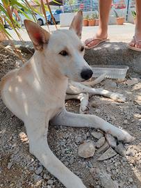 Cucciolo meticcio