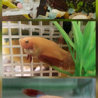 (Pesce combattente) Betta plakat