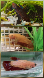 (Pesce combattente) Betta plakat