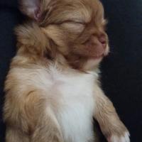 Cucciolo di chihuahua