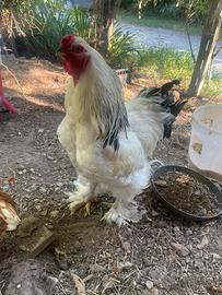 Gallo di razza brahma
