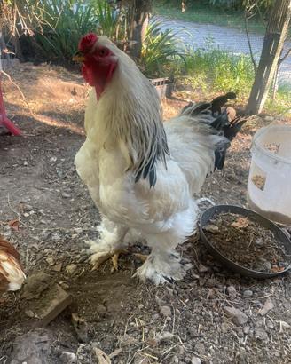 Gallo di razza brahma
