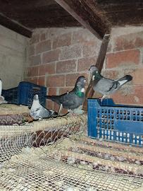 Piccioni in Coppia o Single