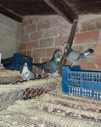 Piccioni in Coppia o Single