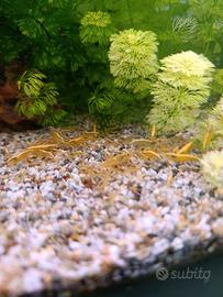 Neocaridine Davidi Yellow neon