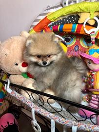 Cuccioli di spitz pomerania M e F