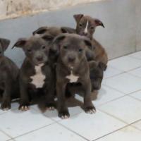 American pitbull terrier blu pitbul amstaff pit