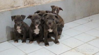 American pitbull terrier blu pitbul amstaff pit