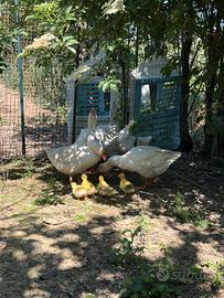 Oche bianche romagnole