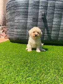 Maltipoo toy femmina