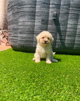 Maltipoo toy femmina