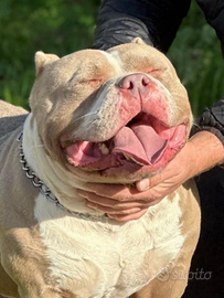 American bully americanbully per accoppiamento