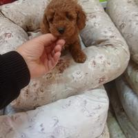 Barboncino toy femmina