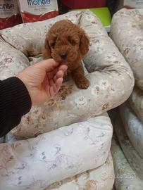 Barboncino toy femmina