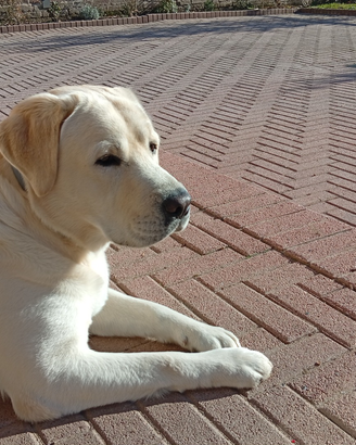 Labrador disponibile per monta