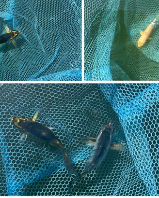 Avannotti carpe koi