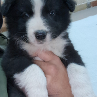 Border collie