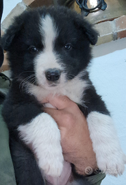 Border collie