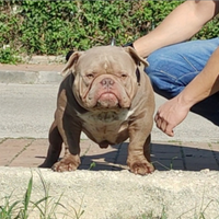 American Bully Exotic