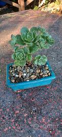 Aeonum haworthi