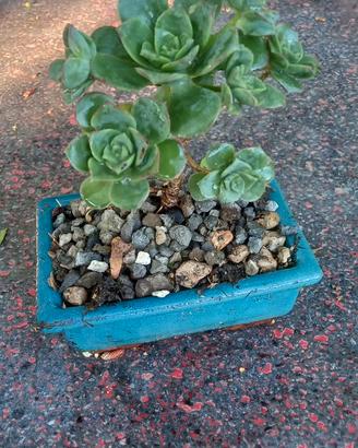 Aeonum haworthi