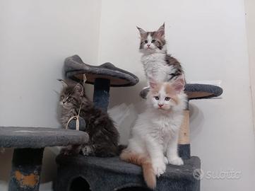 Cuccioli maine coon