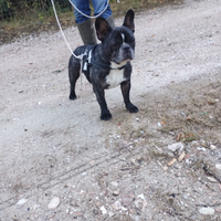 Bulldog francese