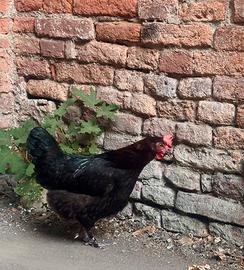 Galline marans uova marroni