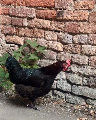 Galline marans uova marroni