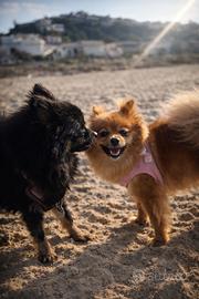 Cuccioli Spitz tedesco pomerania
